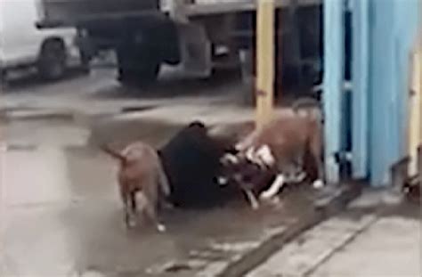 man killed by 3 pit bulls